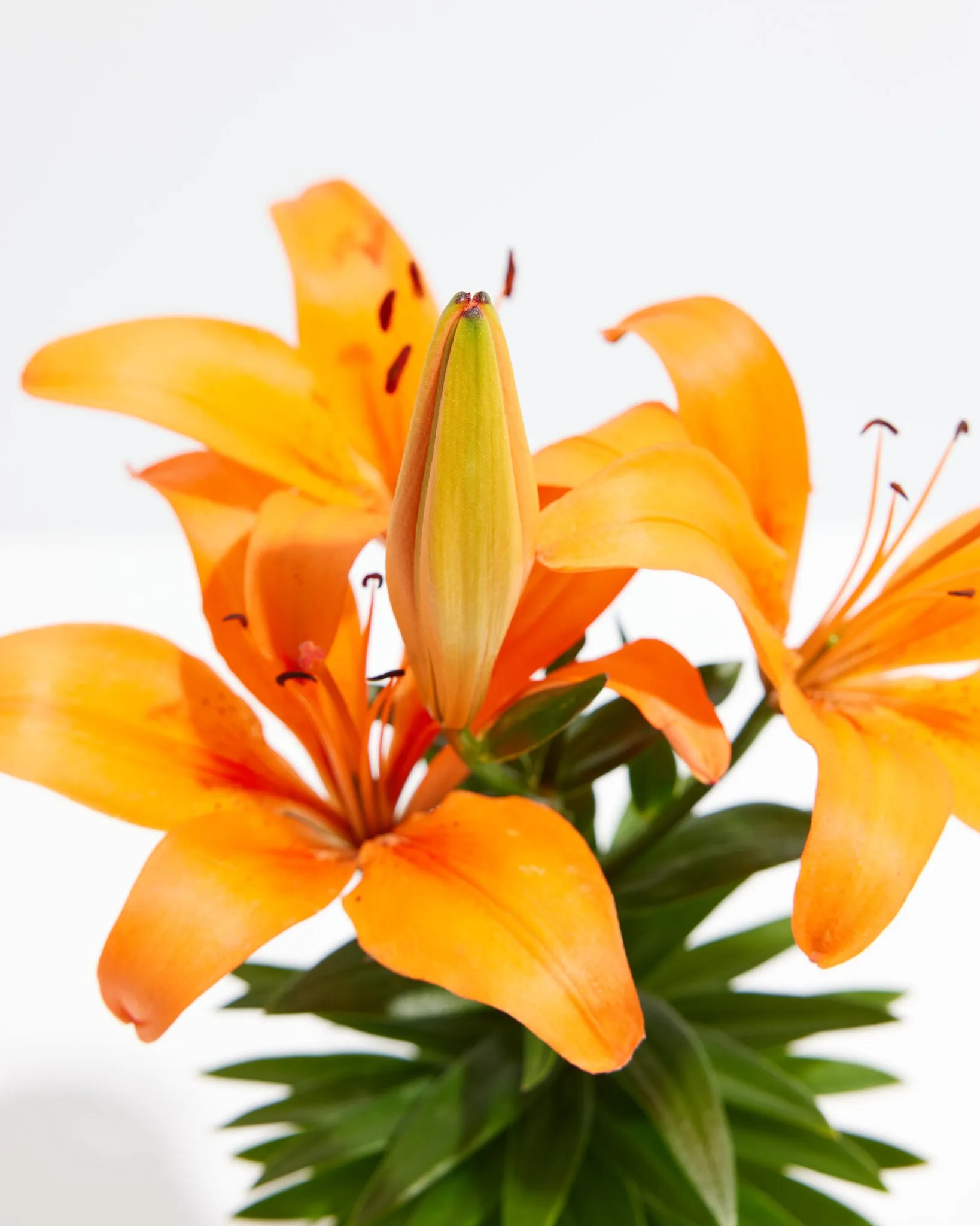 Asiatic Lily Orange