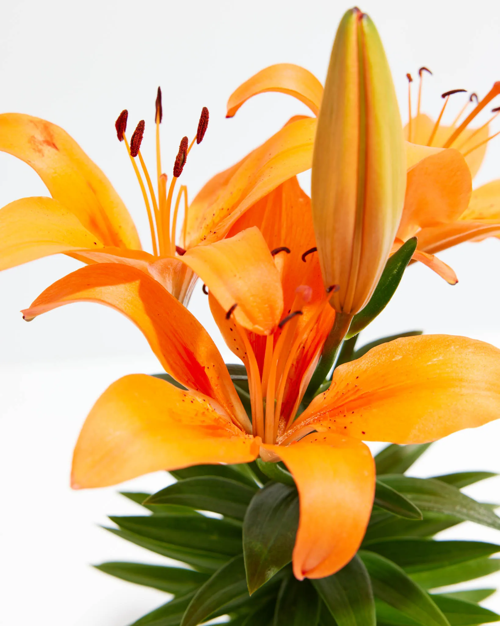 Asiatic Lily Orange