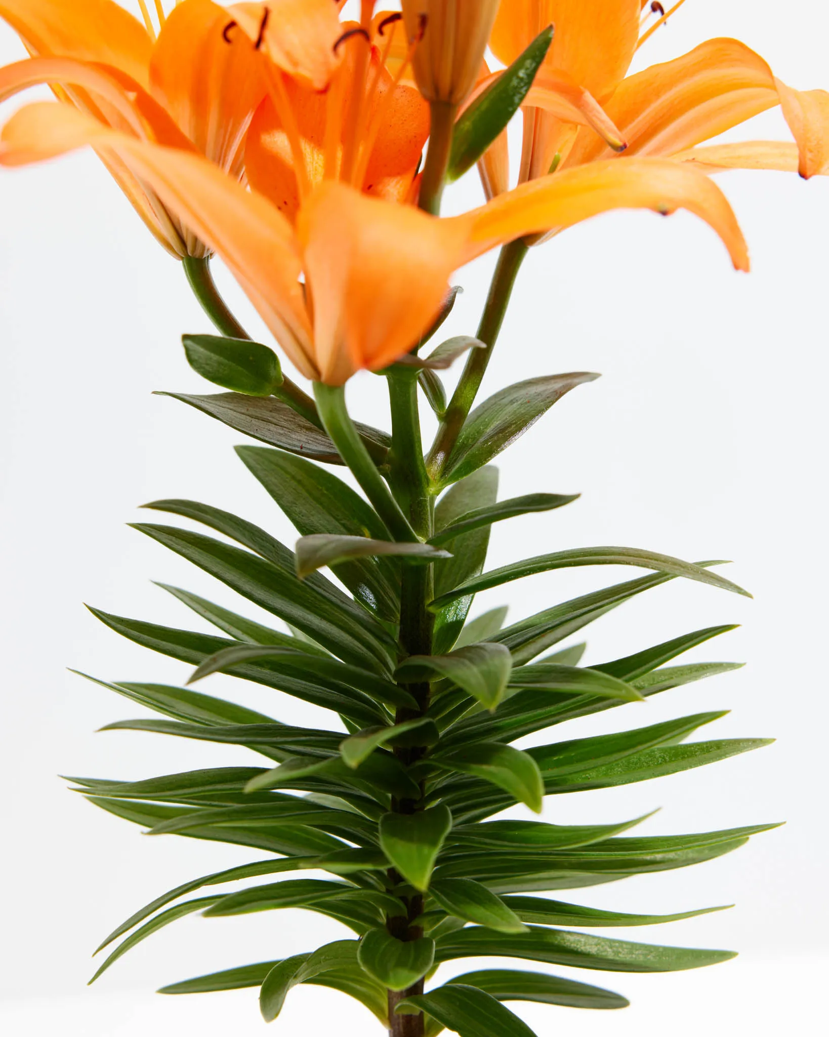 Asiatic Lily Orange