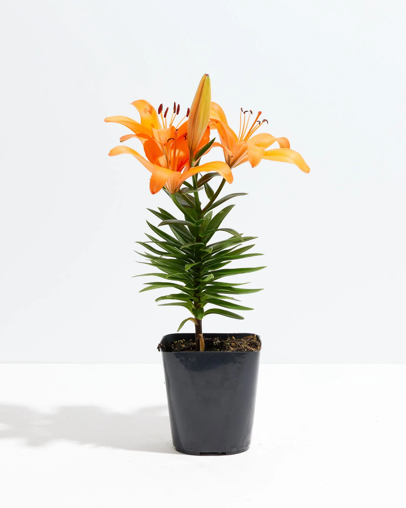 Asiatic Lily Orange