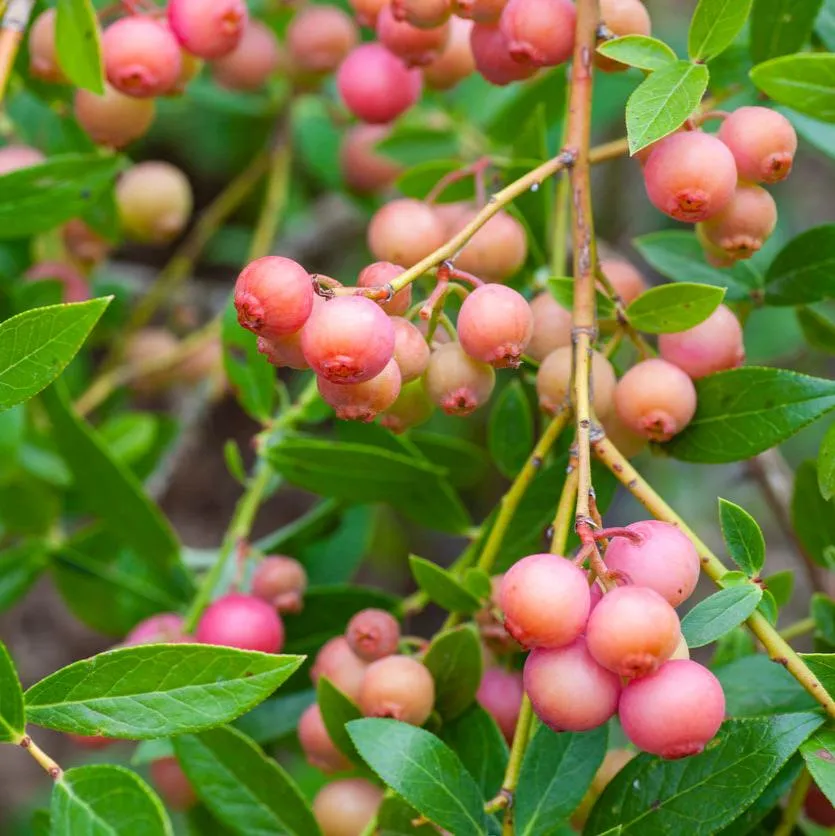 Blueberry 'Pink Lemonade'