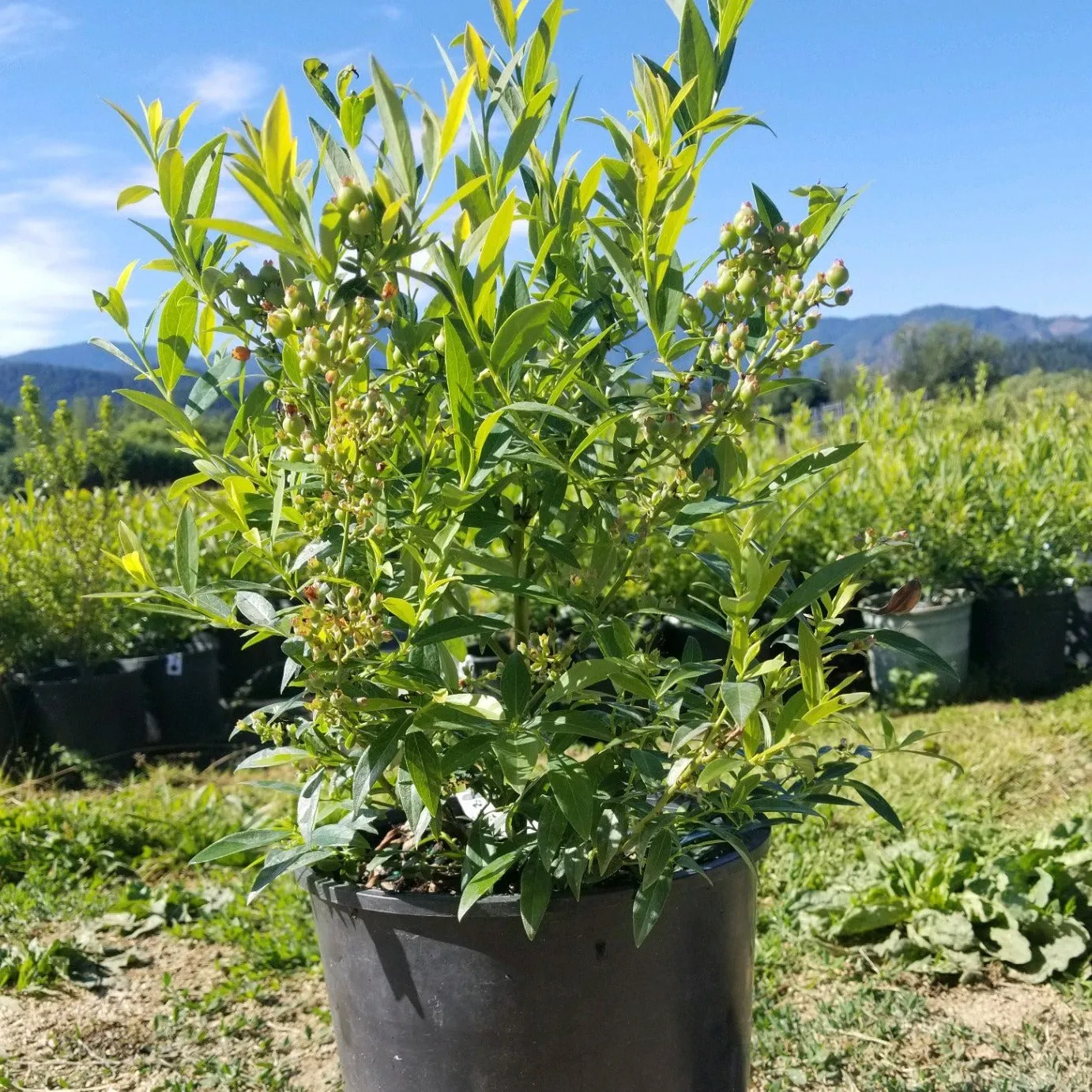 Blueberry 'Pink Lemonade'