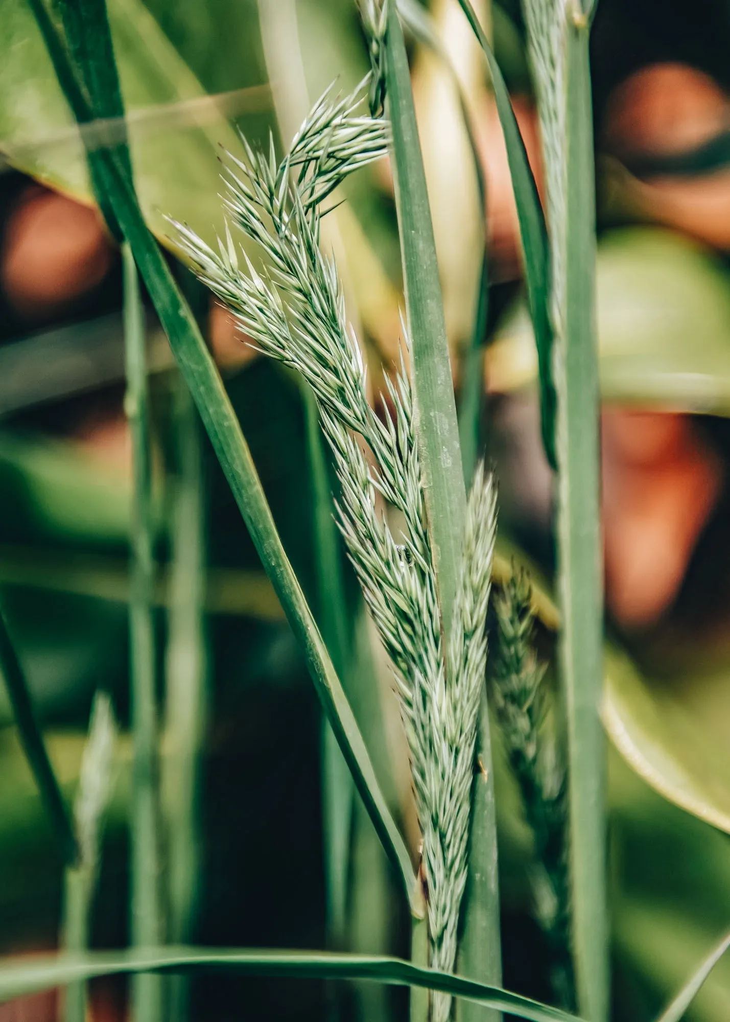 Calamagrostis Karl Foerster AGM 5L