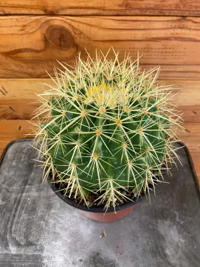 Echinocactus Grusonii, 6" Plant