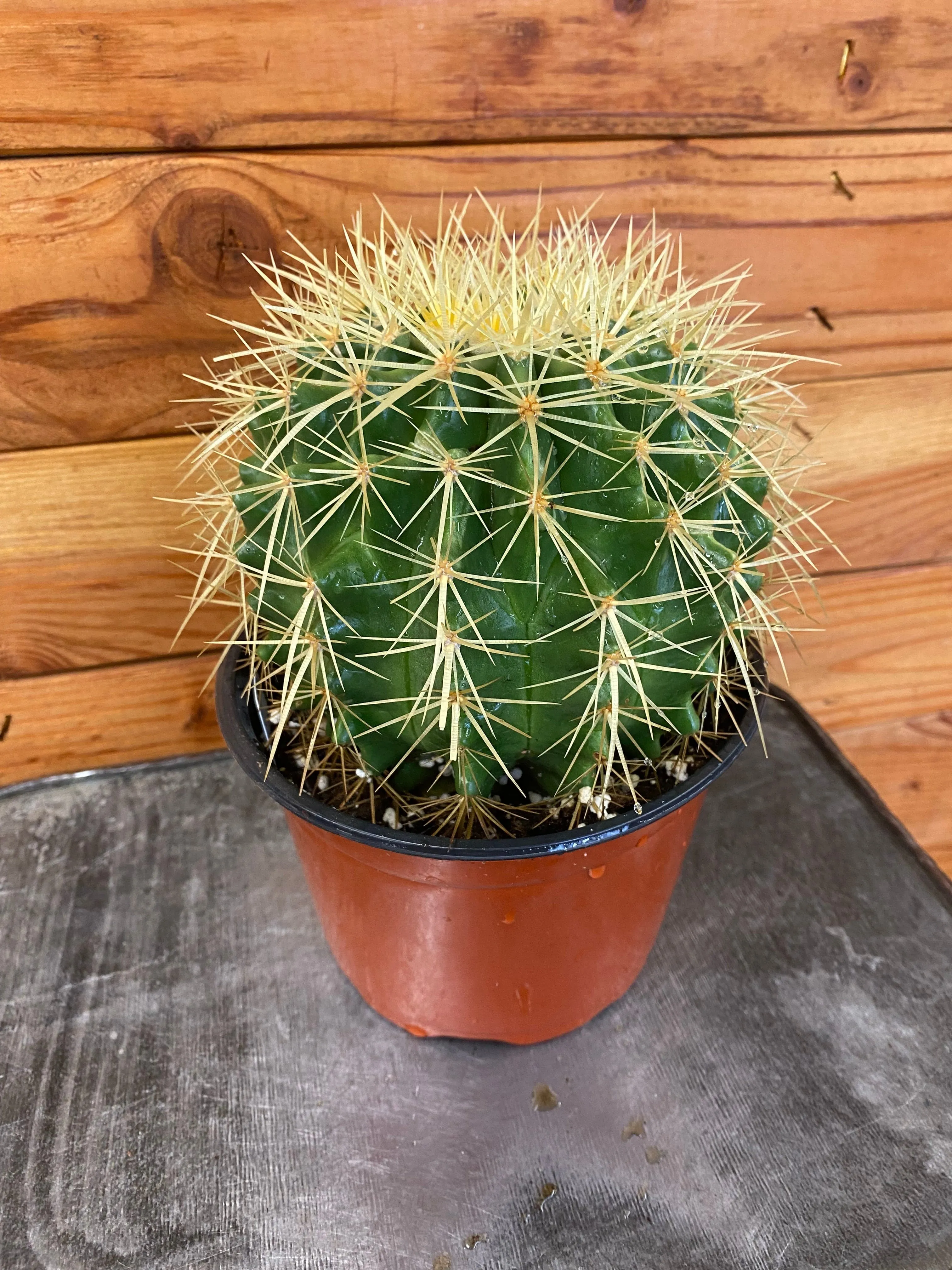 Echinocactus Grusonii, 6" Plant