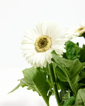 Gerbera Daisy Premier White