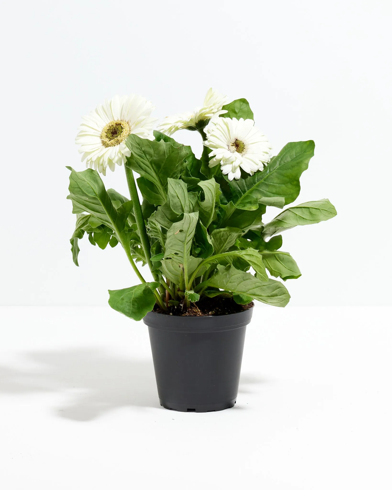 Gerbera Daisy Premier White