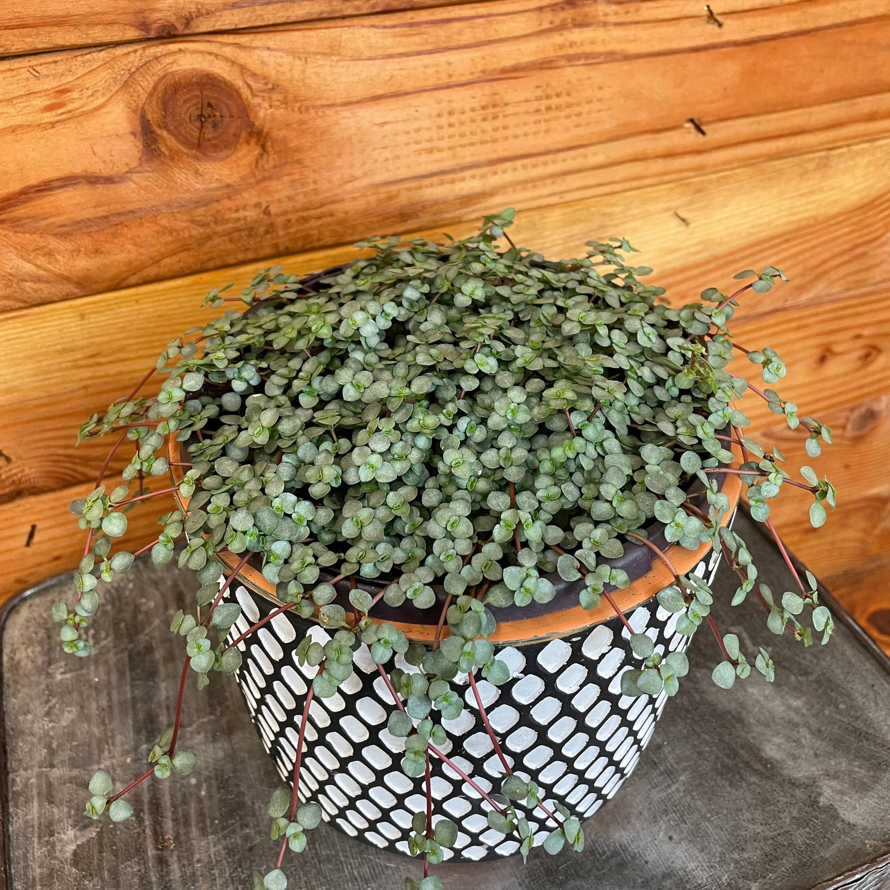 Pilea Silver Baby Tears, 6" Plant