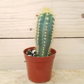 Pilosocereus Azureus, 2" Plant