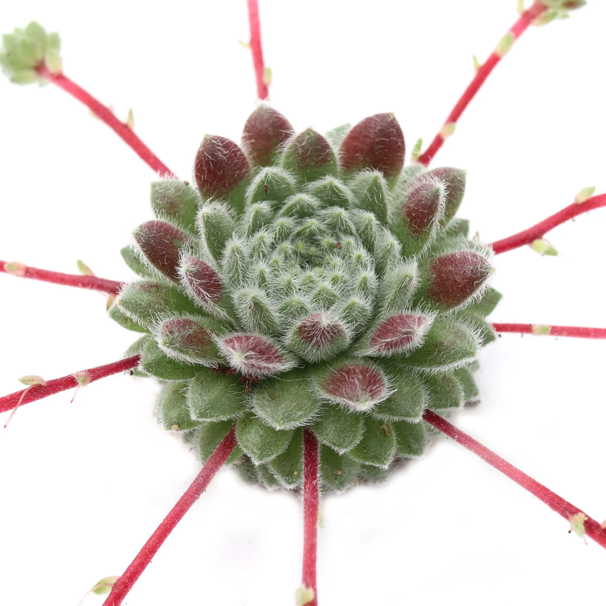 Sempervivum 'Pacific Plum Fuzzy'