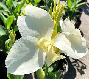 White Alaska Premium Canna Lily Bulbs