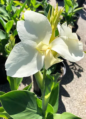 White Alaska Premium Canna Lily Bulbs