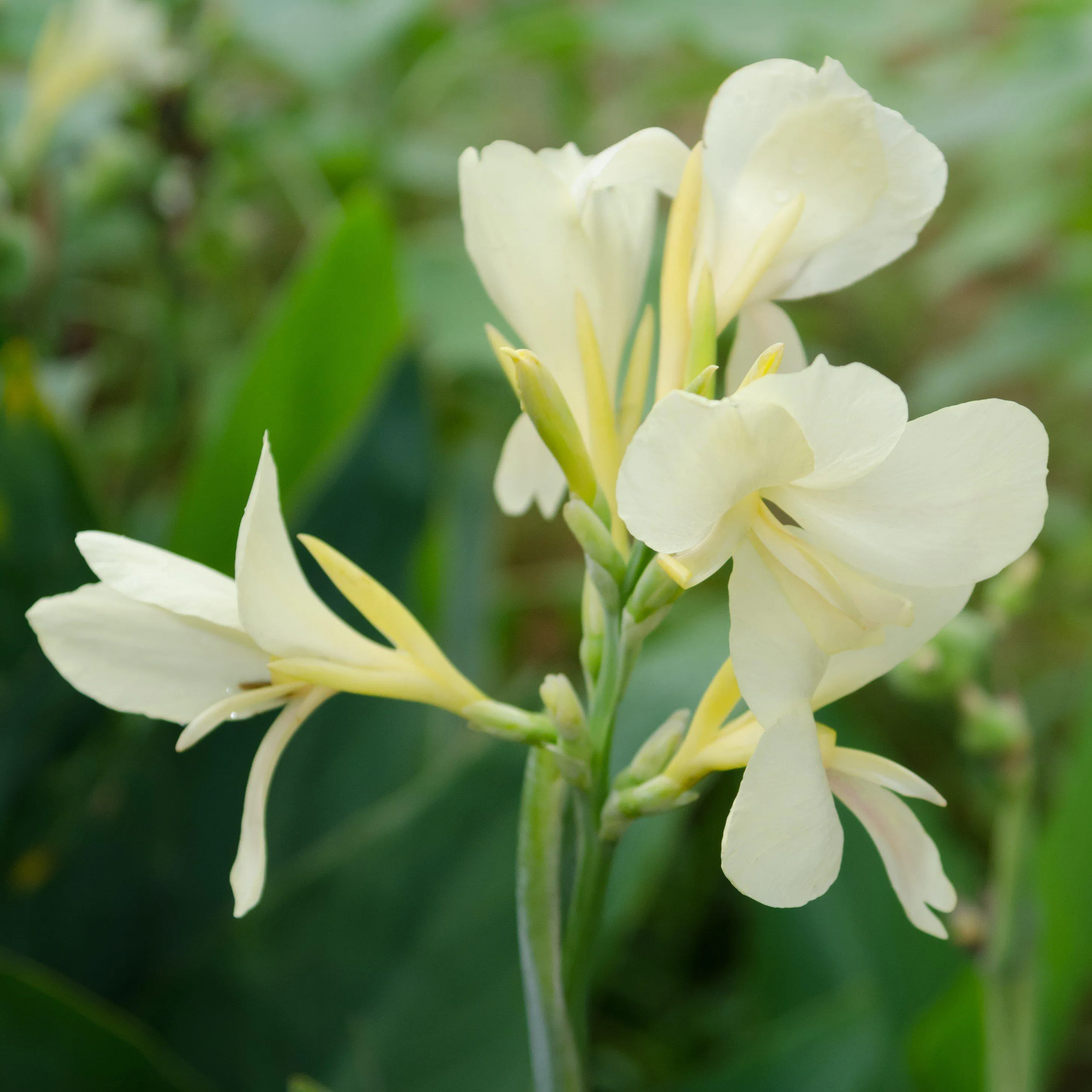 White Alaska Premium Canna Lily Bulbs